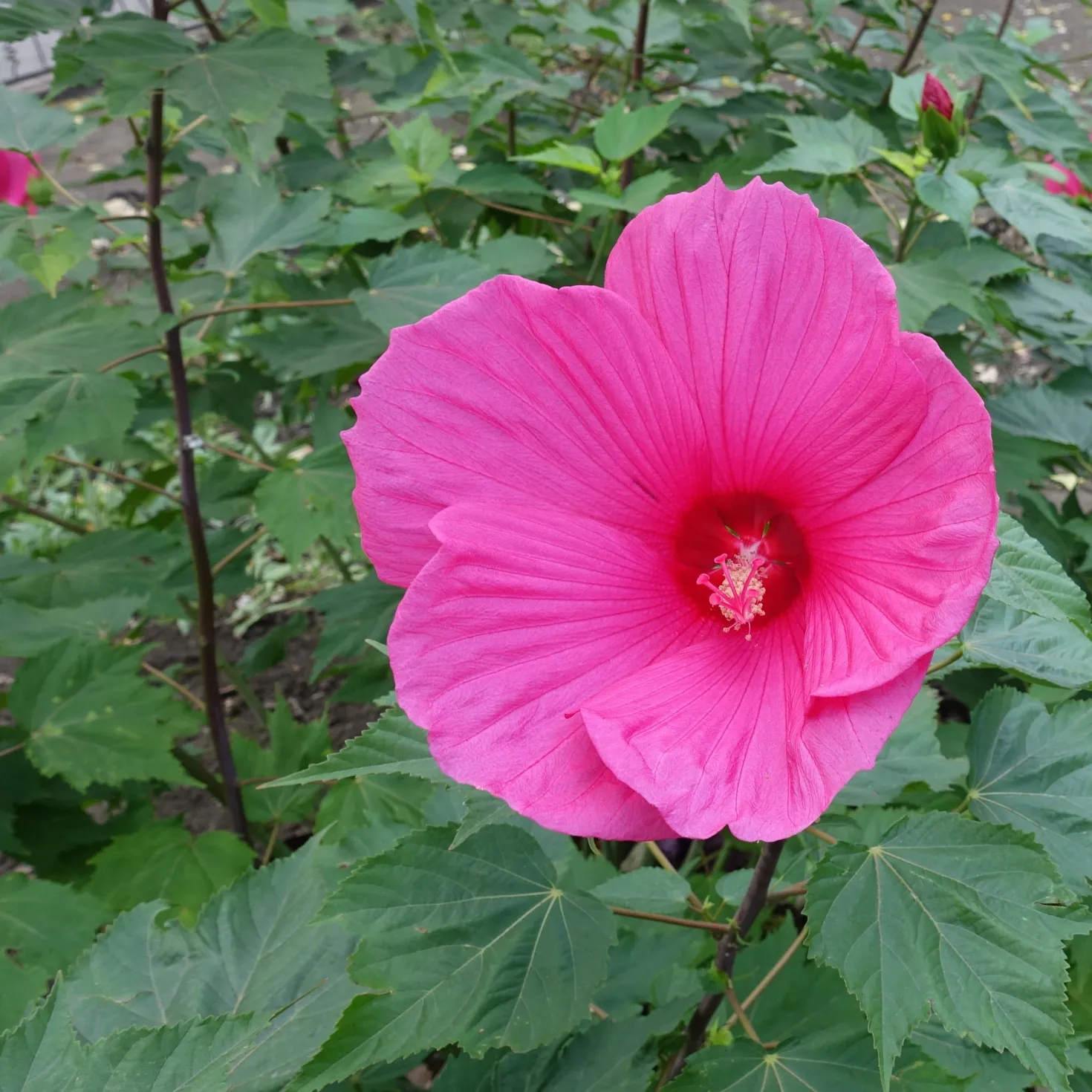 Roseneibisch Extreme Magenta ® - Riesenblüten in kräftigem Pink