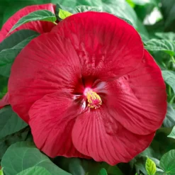 Roseneibisch Luna Red - Riesenblüten in tiefem Rot