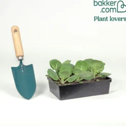 Rosenkohl Bright F1 - Feste Röschen, milder Geschmack