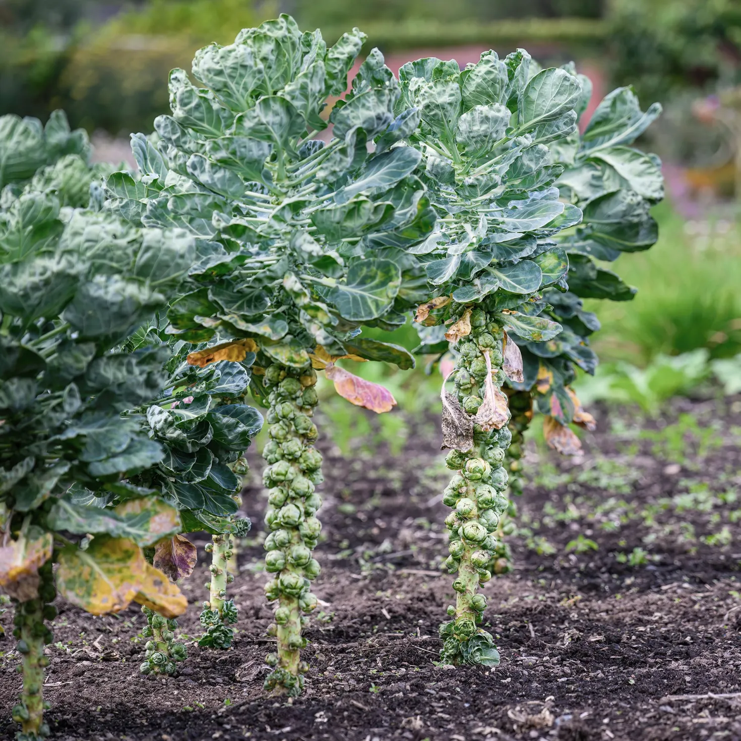 Rosenkohl Bright F1 - Feste Röschen, milder Geschmack