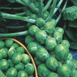 Rosenkohl ‘De Rosny’ - Ernte den ganzen Winter