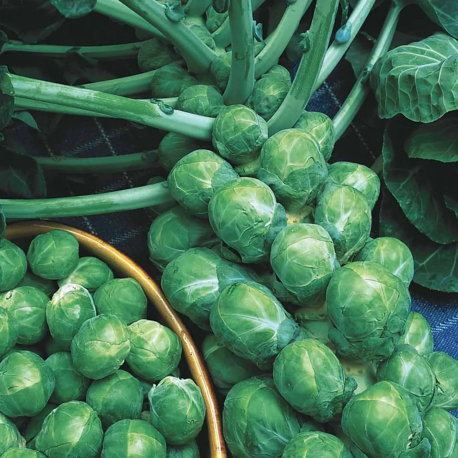 Rosenkohl ‘De Rosny’ - Ernte den ganzen Winter