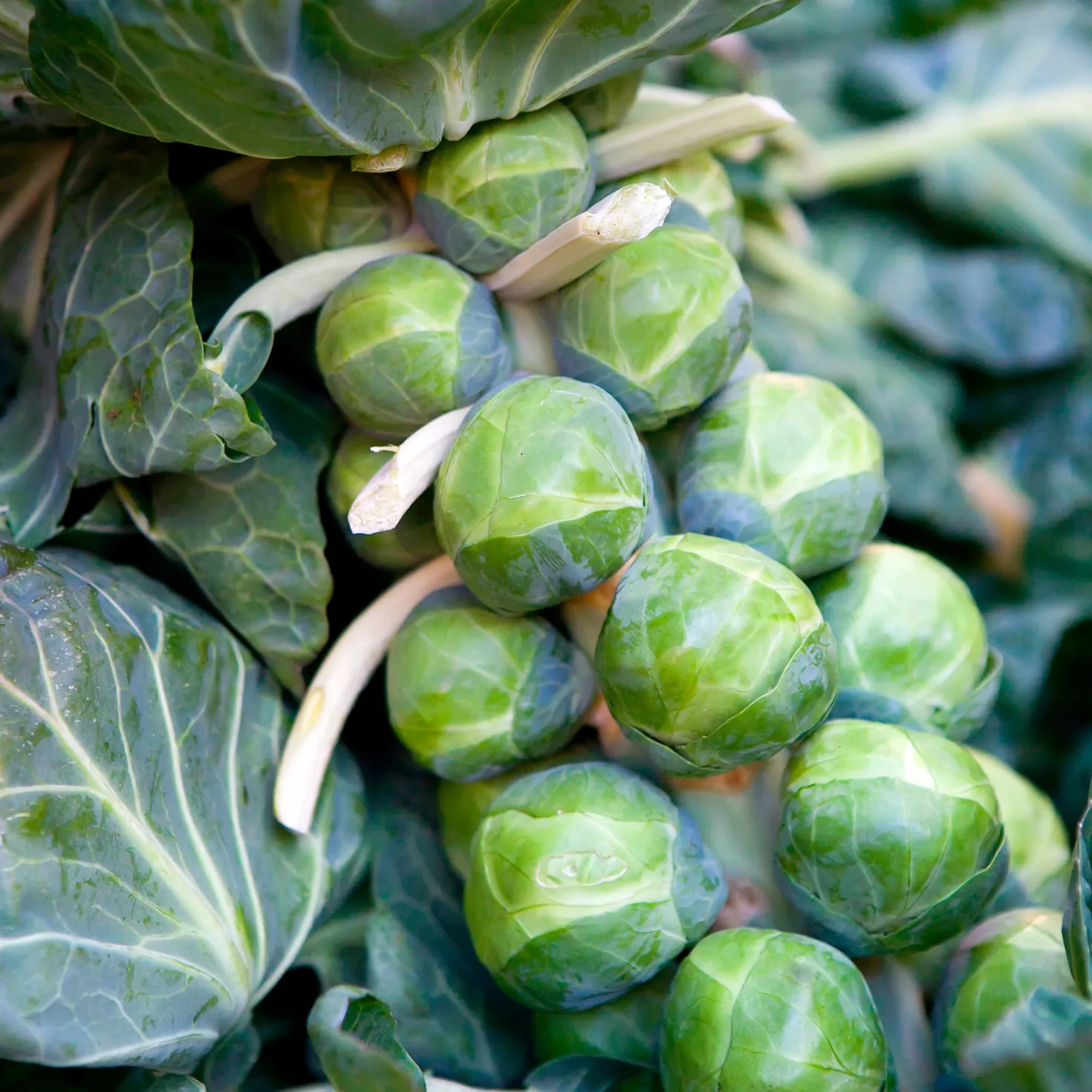Rosenkohl ‘De Rosny’ - Ernte den ganzen Winter