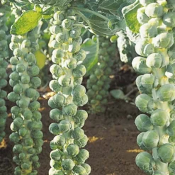 Rosenkohl Igor F1 Bio - Feste Röschen bis in den Winter