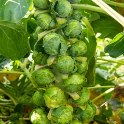 Rosenkohl Igor F1 - Ernte bis in den Winter