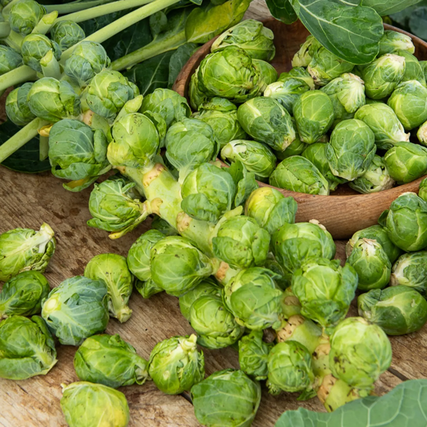 Rosenkohl Igor F1 - Ernte bis in den Winter
