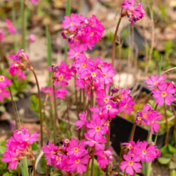 Rosen Schlüsselblume - Pink am Teichrand