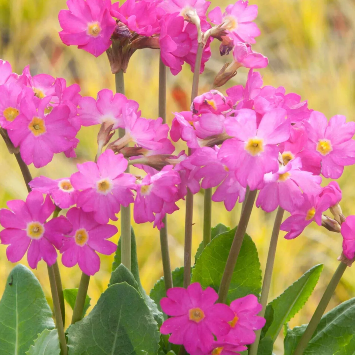 Rosen Schlüsselblume - Pink am Teichrand