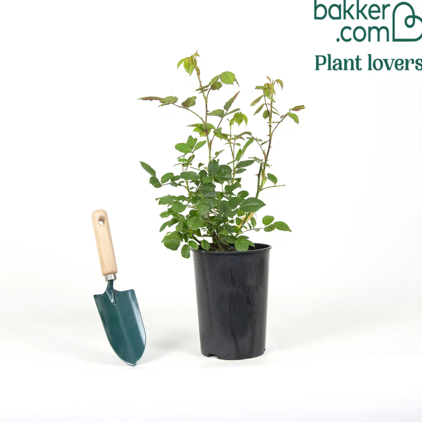 Rosenstrauch Summer of Love® - Duftende Blüten bis Herbst