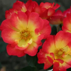 Rosenstrauch Summer of Love® - Duftende Blüten bis Herbst