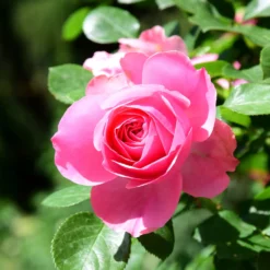 Rose Pink Perfume - Duft und Farbe garantiert