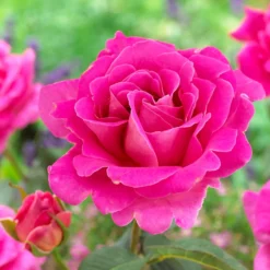 Rose Pink Perfume - Duft und Farbe garantiert