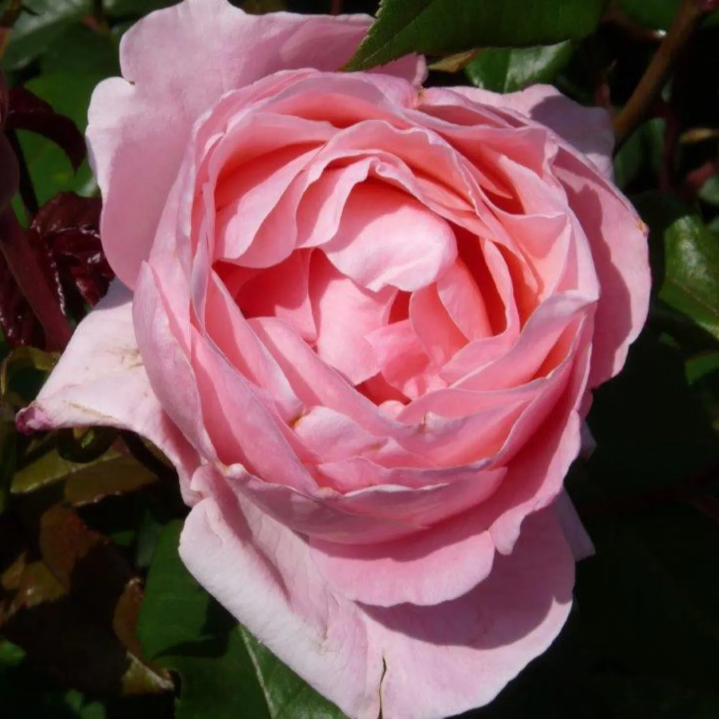 Rose Queen Elisabeth - Rosa Blüten den ganzen Sommer