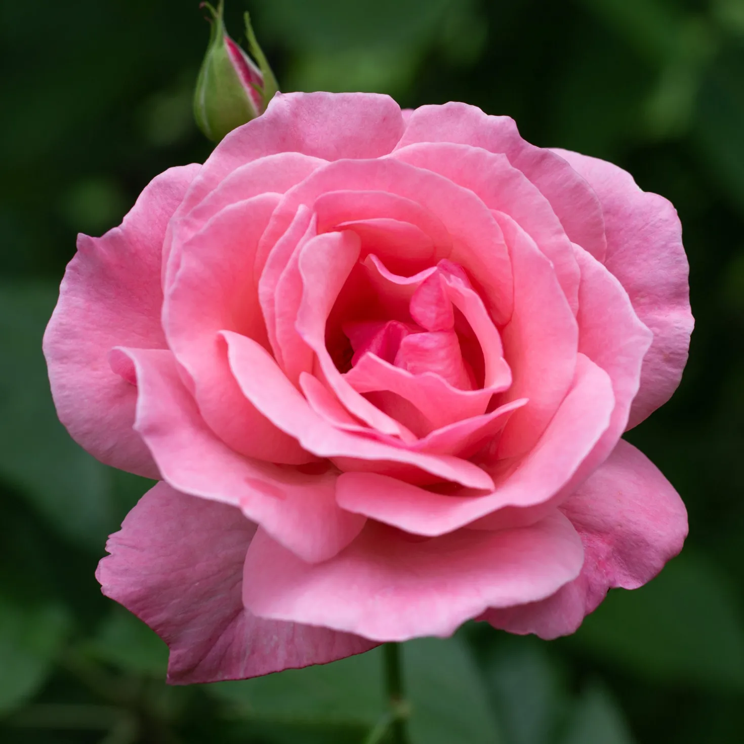 Rose Queen Elisabeth - Rosa Blüten den ganzen Sommer