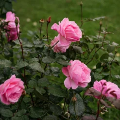 Rose Queen Elisabeth - Rosa Blüten den ganzen Sommer