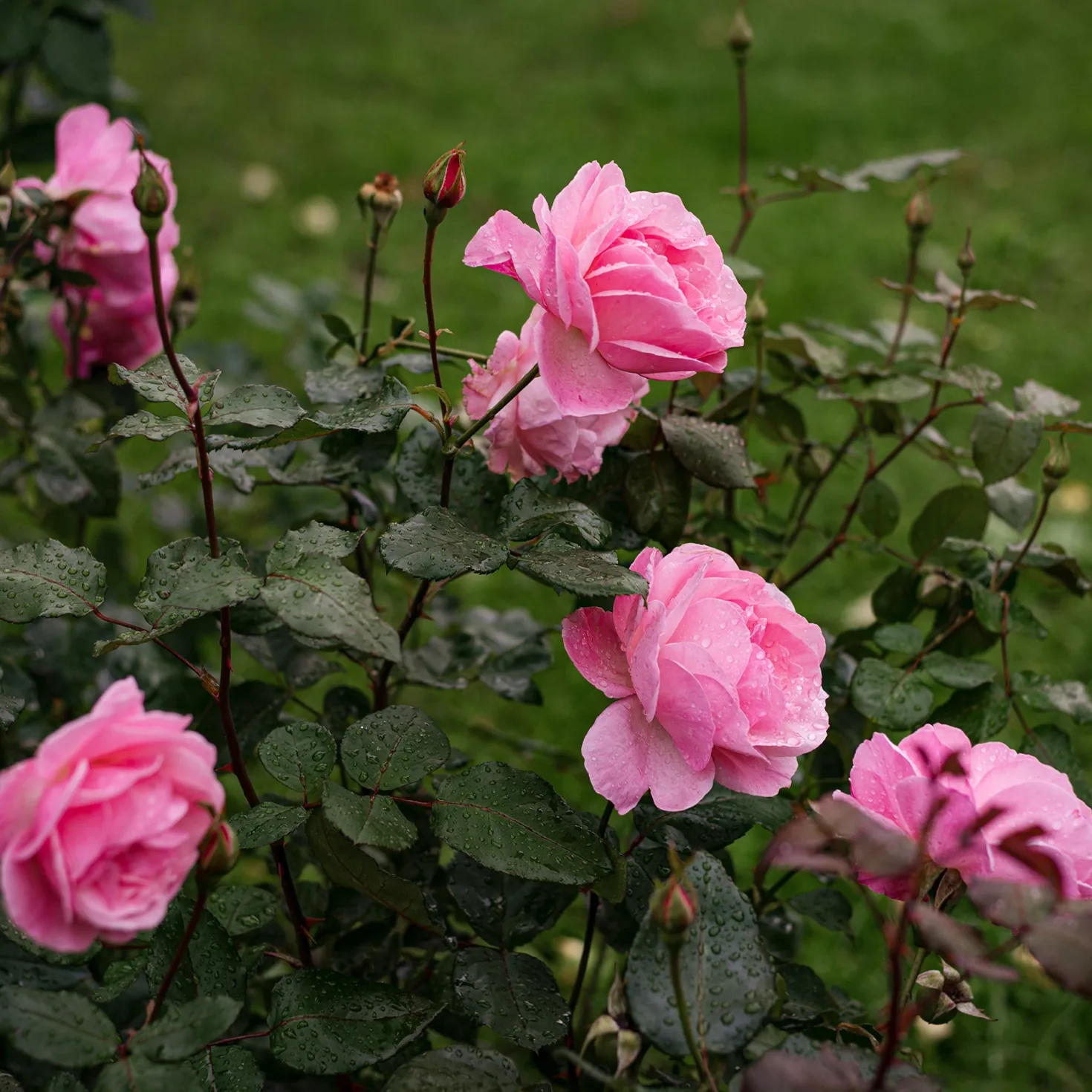 Rose Queen Elisabeth - Rosa Blüten den ganzen Sommer