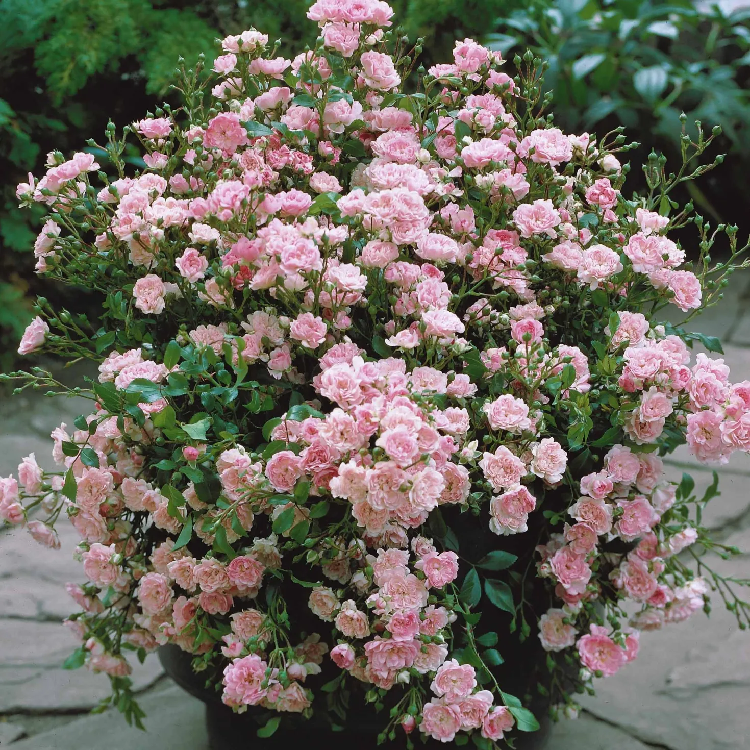 Rose Rosa 'The Fairy'® - Rosenteppich ohne Mühe
