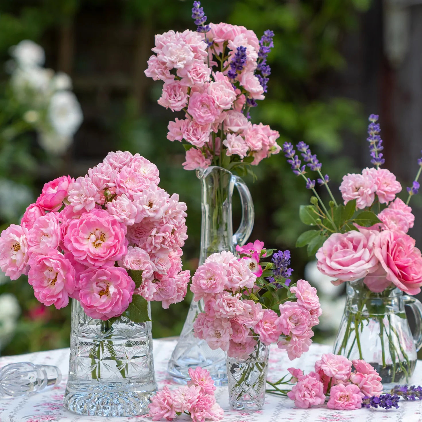 Rose Rosa 'The Fairy'® - Rosenteppich ohne Mühe
