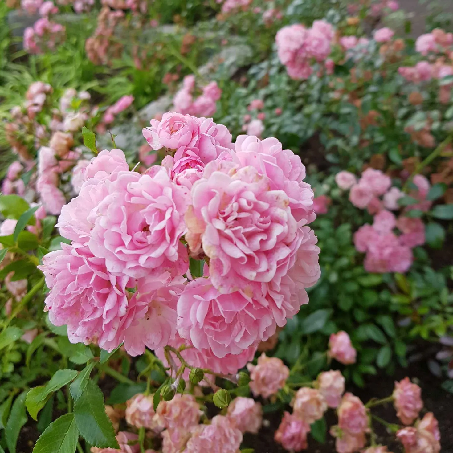 Rose Rosa 'The Fairy'® - Rosenteppich ohne Mühe