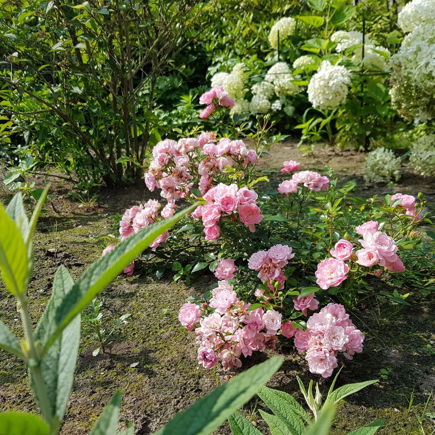 Rose Rosa 'The Fairy'® - Rosenteppich ohne Mühe