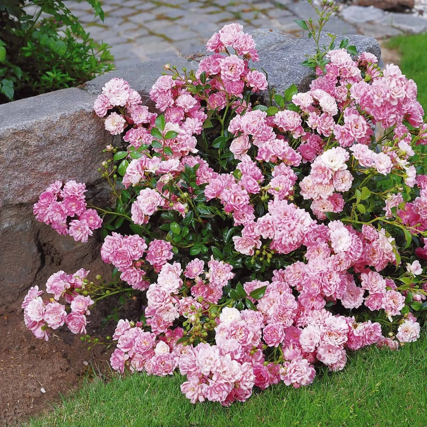 Rose Rosa 'The Fairy'® - Rosenteppich ohne Mühe