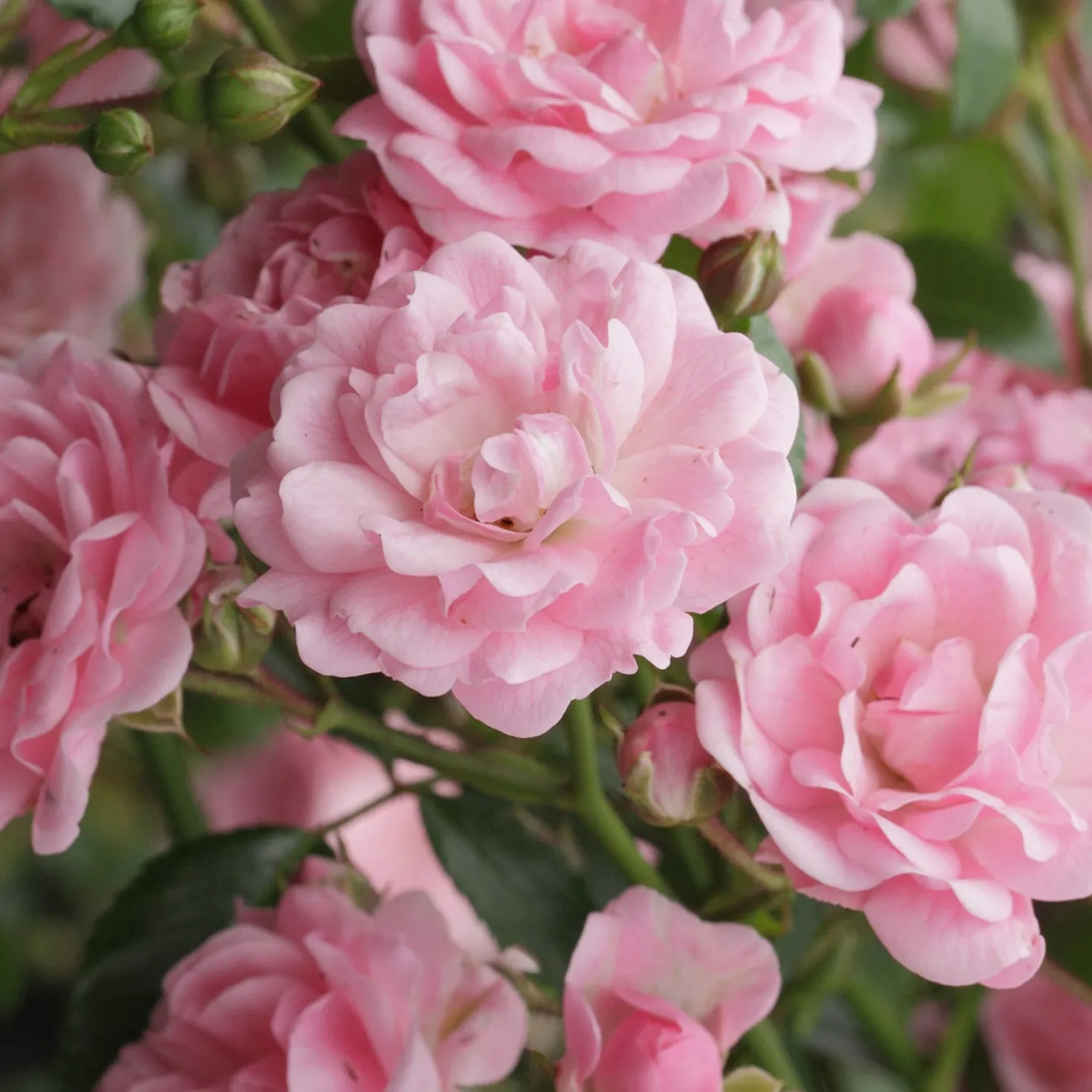 Rose Rosa 'The Fairy'® - Rosenteppich ohne Mühe
