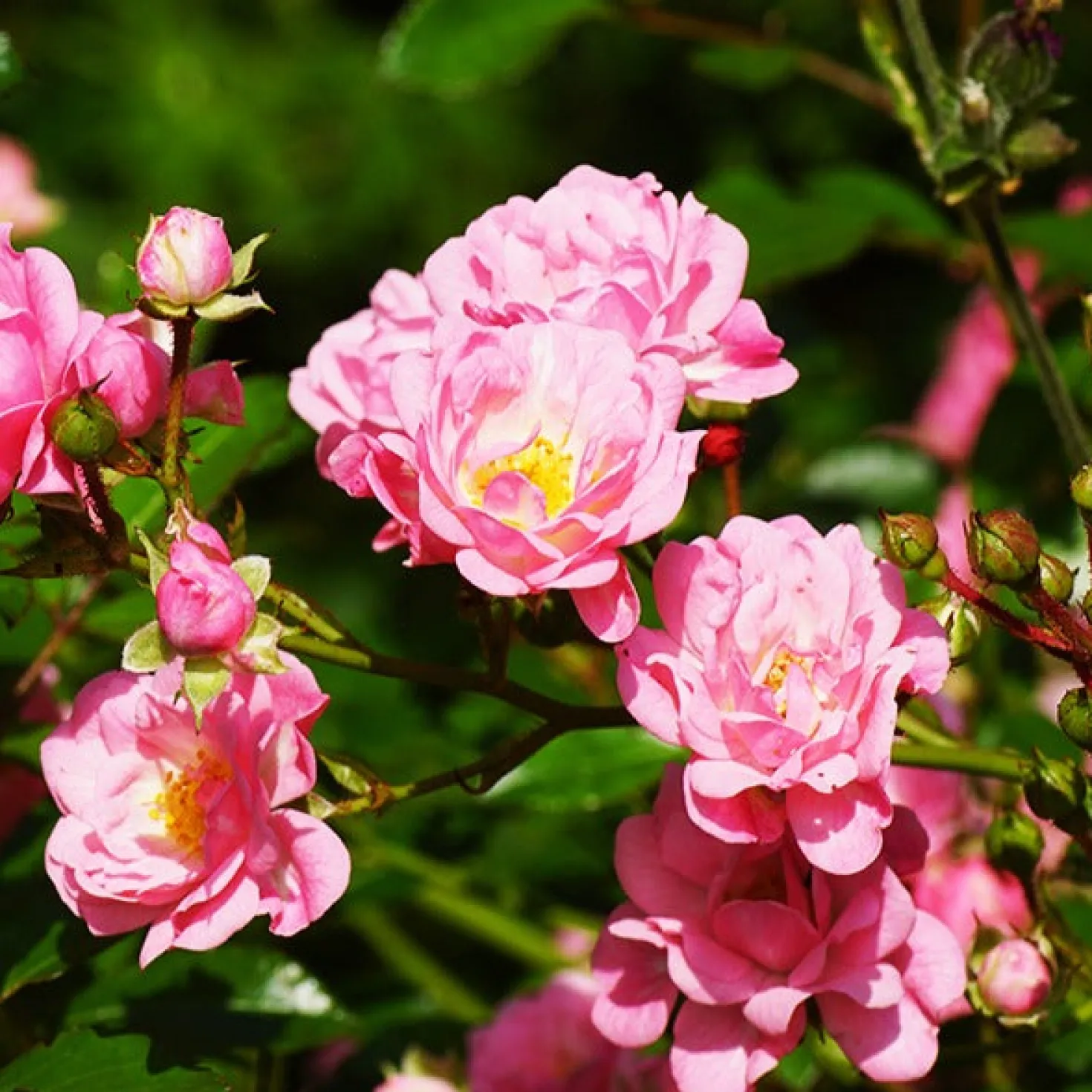 Rose Rosa 'The Fairy'® - Rosenteppich ohne Mühe