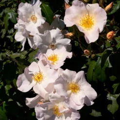 Rose Sally Holmes - Blütenwolke den ganzen Sommer