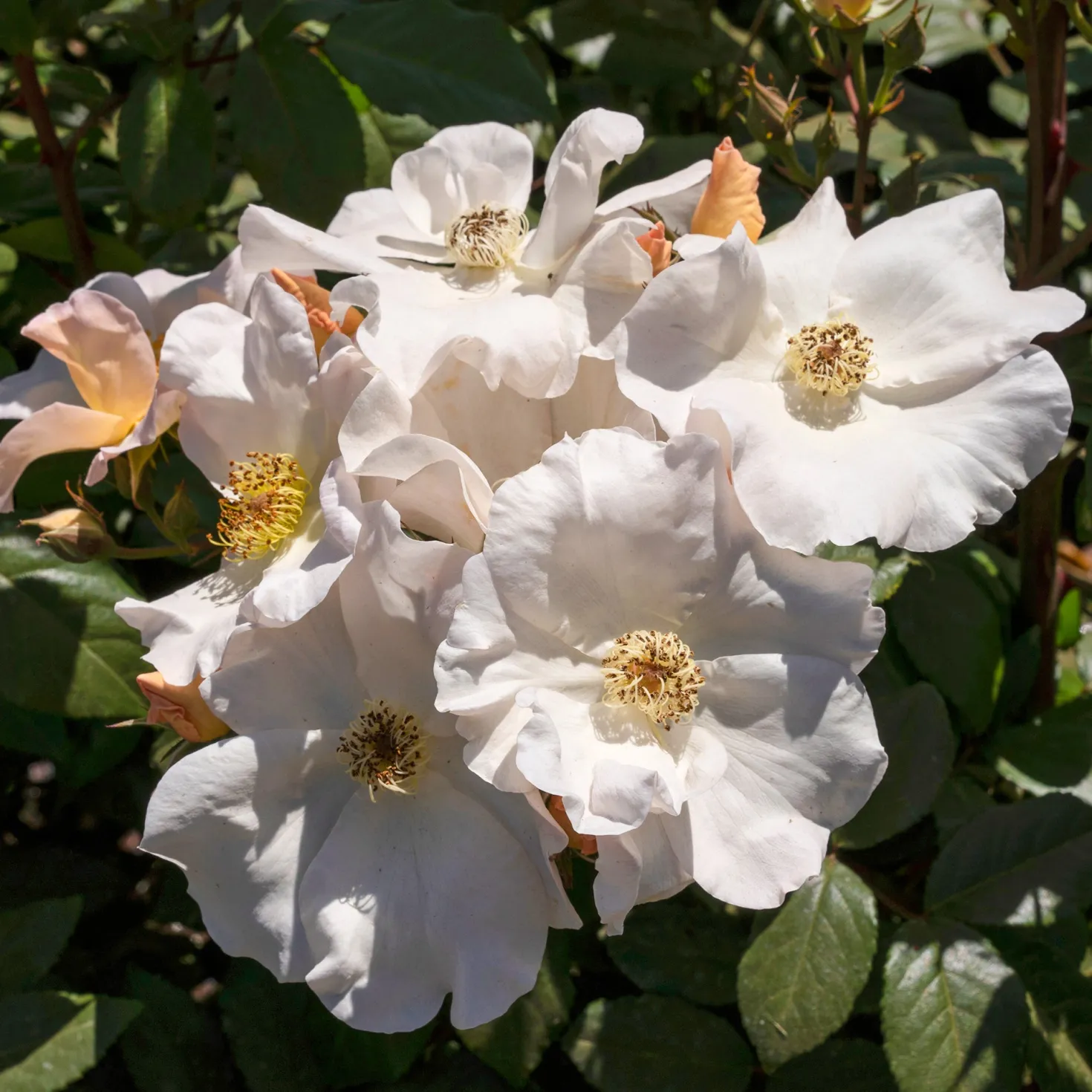 Rose Sally Holmes - Blütenwolke den ganzen Sommer