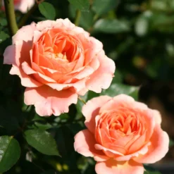 Rose Sweet Dream ® - Zarte Aprikosentöne im Topf
