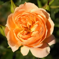 Rose Sweet Dream ® - Zarte Aprikosentöne im Topf