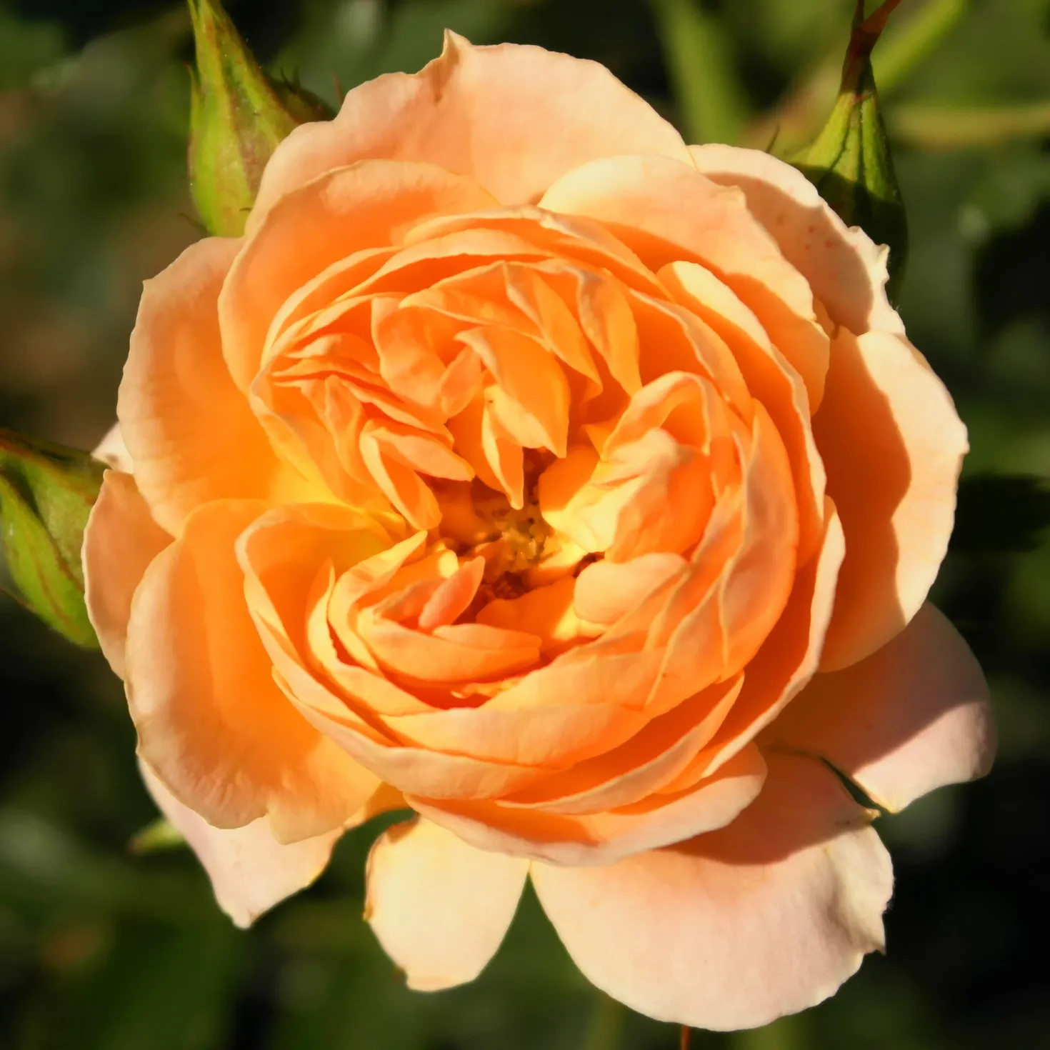 Rose Sweet Dream ® - Zarte Aprikosentöne im Topf