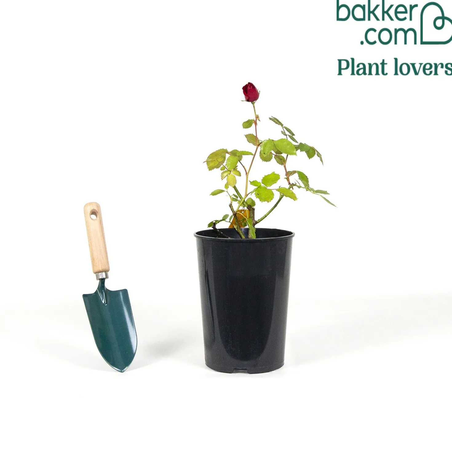 Rose Sympathie® - Rote Wand voller Duft