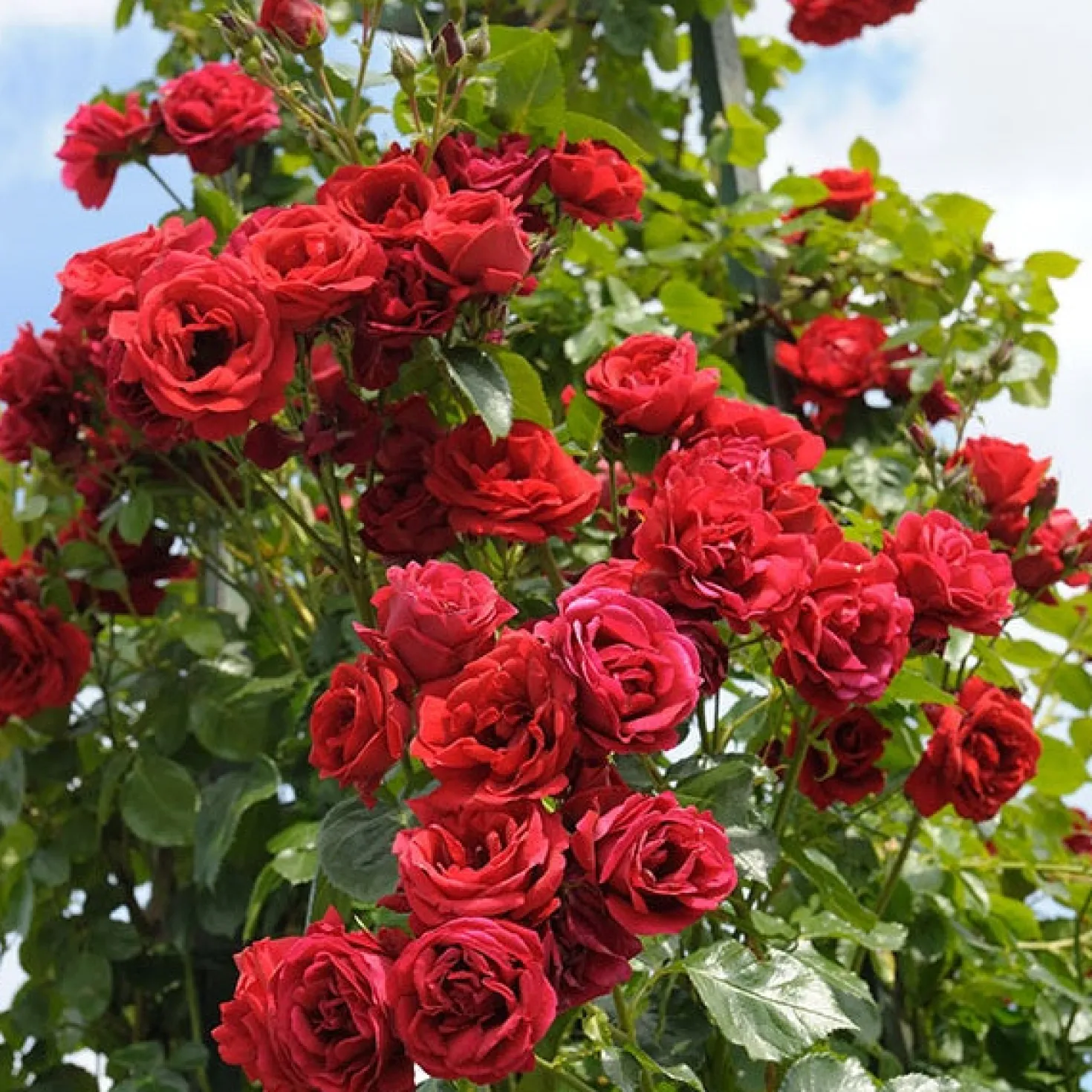 Rose Sympathie® - Rote Wand voller Duft