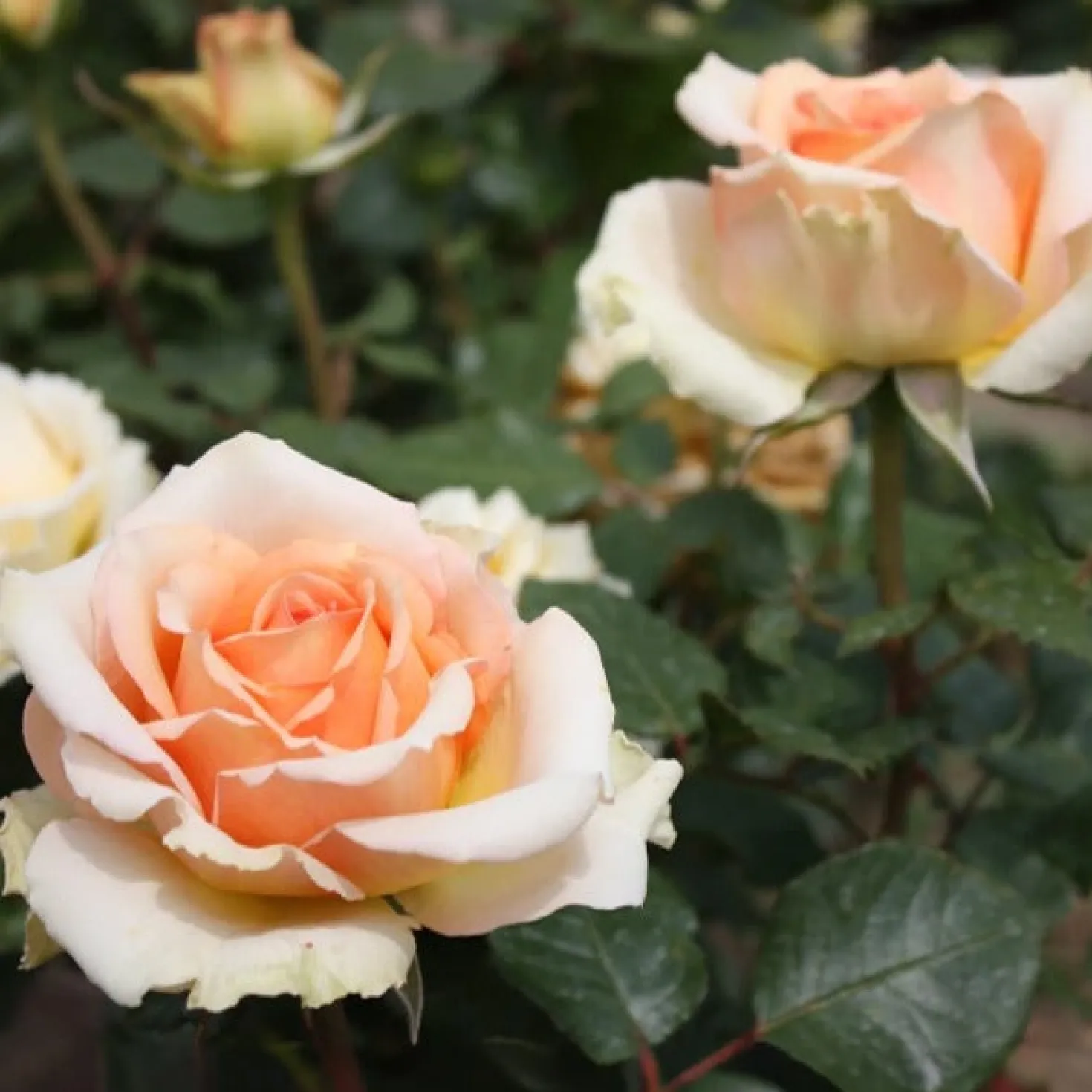 Rose ‘Tahiti’ - Lachsfarben und duftend