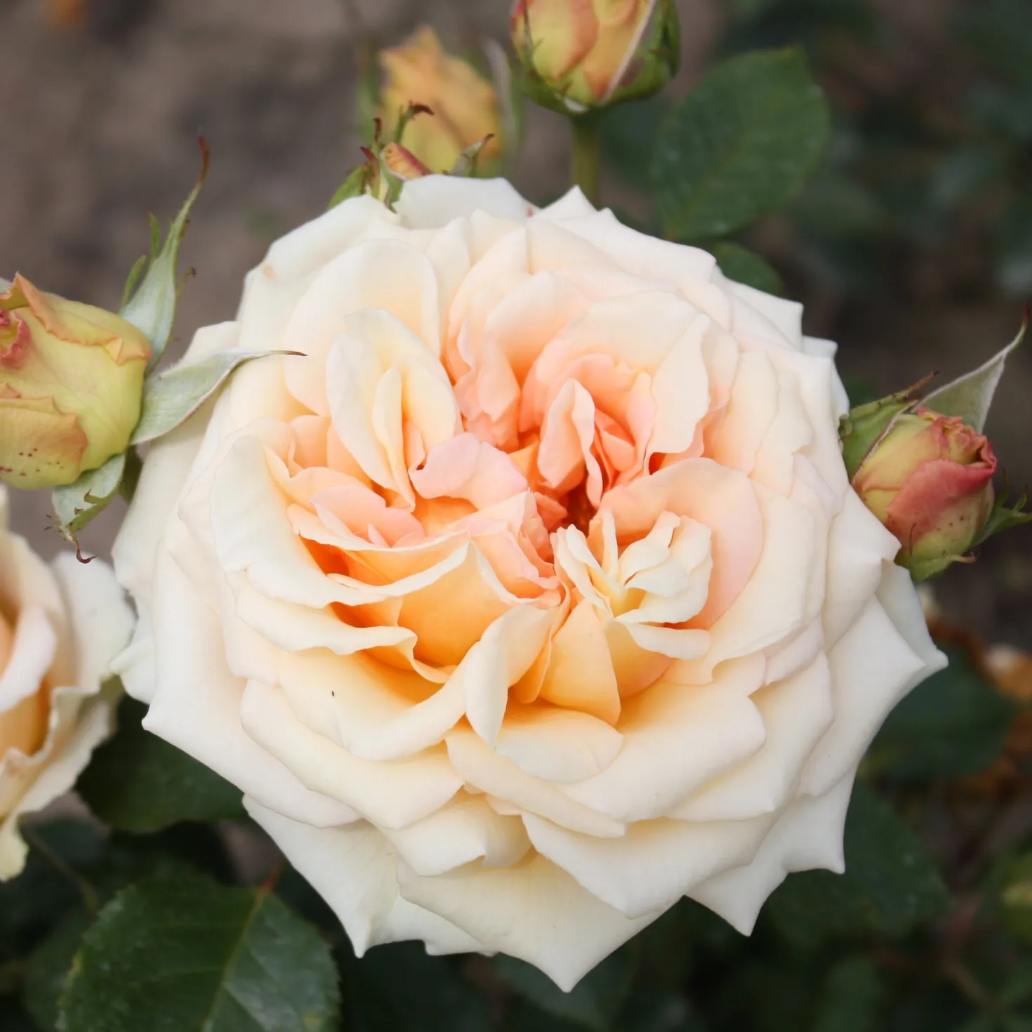 Rose ‘Tahiti’ - Lachsfarben und duftend