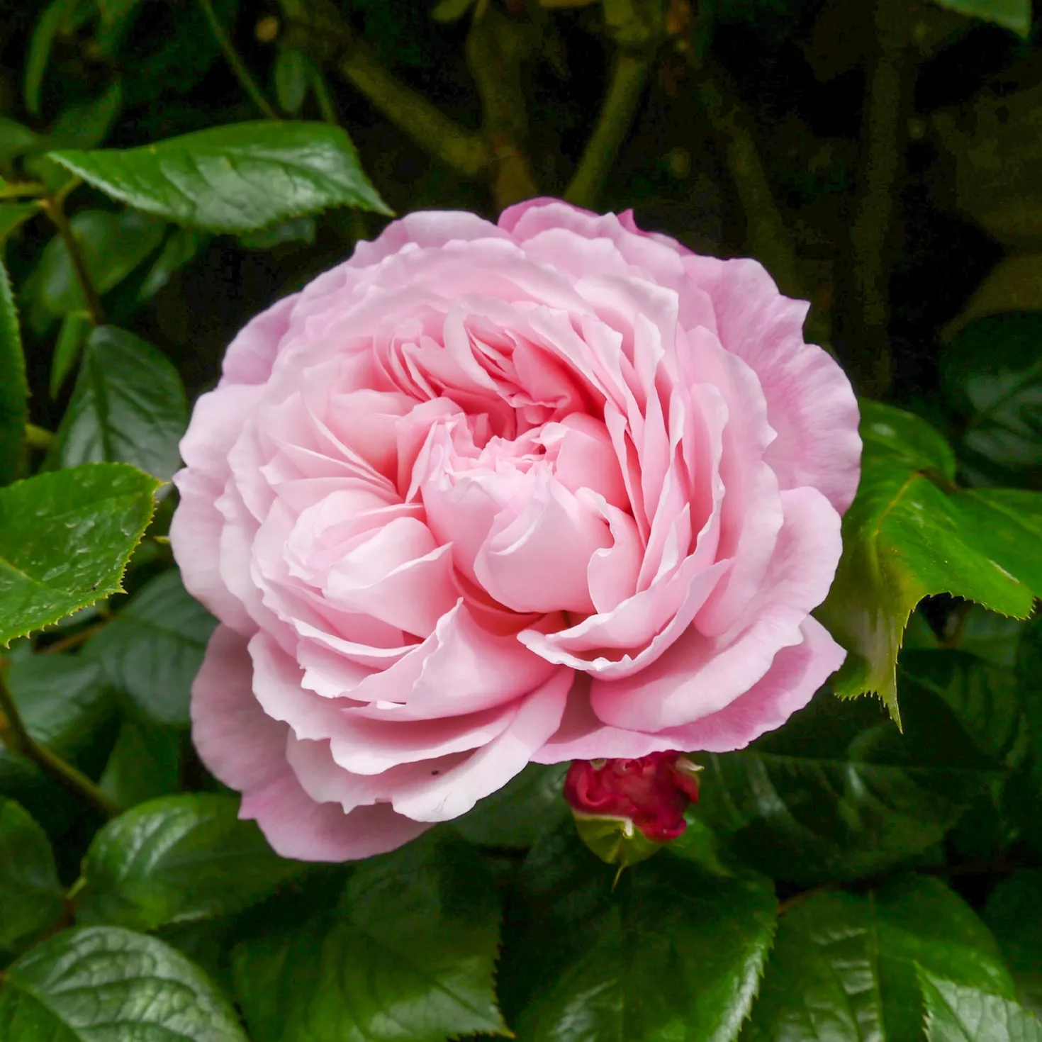 Rose The Generous Gardener® - Duft und Blüten bis Oktober