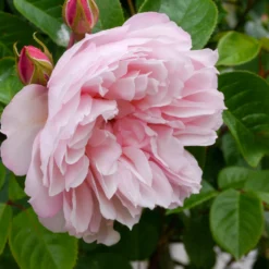 Rose The Generous Gardener® - Duft und Blüten bis Oktober