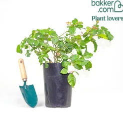 Rose The Generous Gardener® - Duft und Blüten bis Oktober