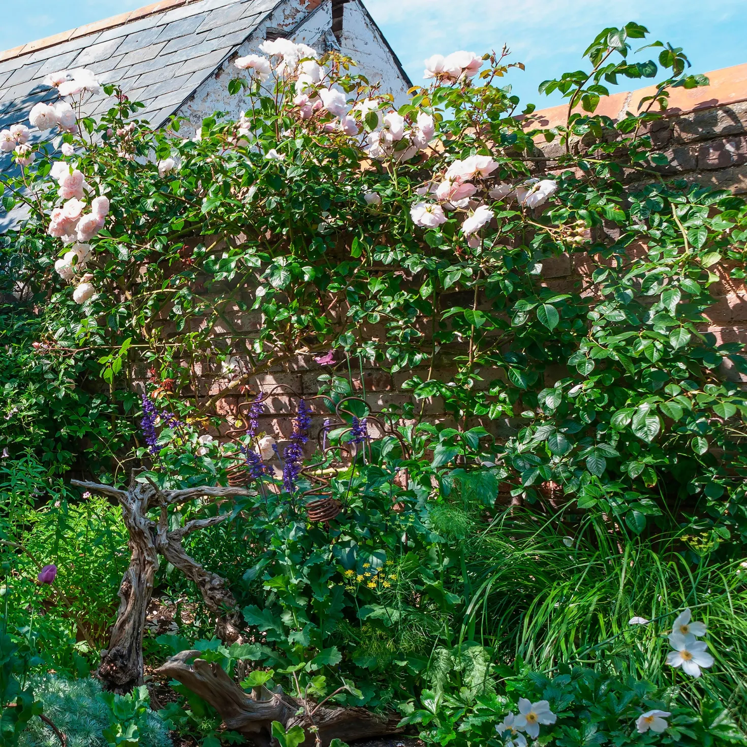 Rose The Generous Gardener® - Duft und Blüten bis Oktober