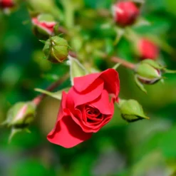 Rose Toscana® - Rot, duftend, pflegeleicht