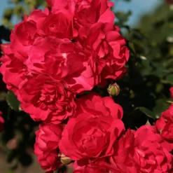 Rose Toscana® - Rot, duftend, pflegeleicht