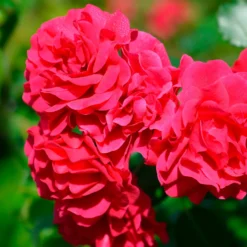 Rose Toscana® - Rot, duftend, pflegeleicht