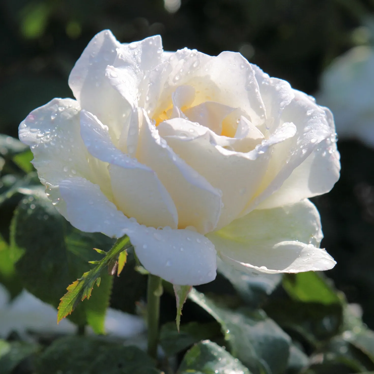 Rose White Symphony - Weiße Blüten den ganzen Sommer