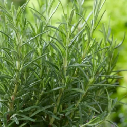 Rosmarin - Frisches Aroma direkt am Fenster