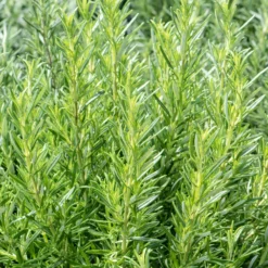 Rosmarin - Frisches Aroma direkt am Fenster
