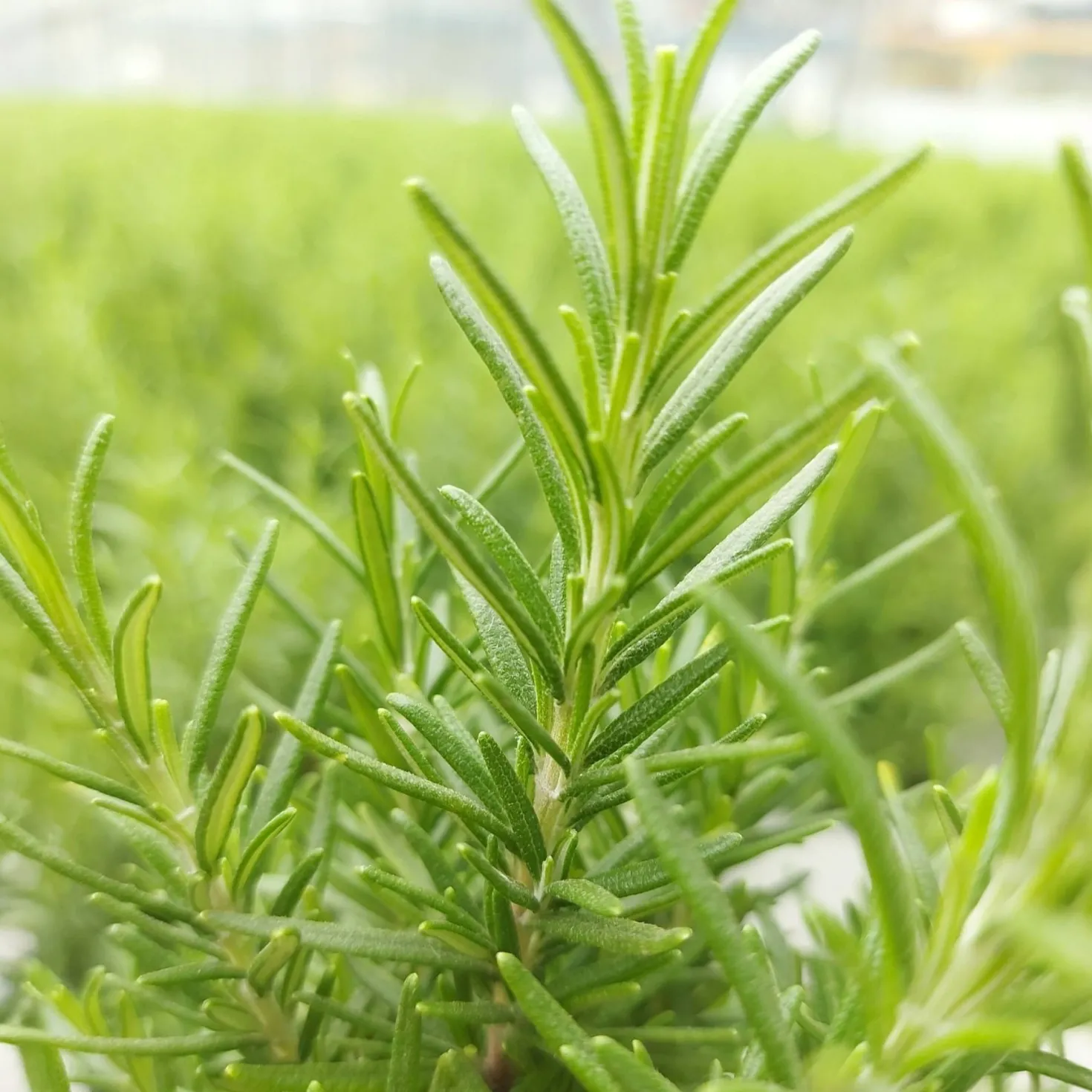 Rosmarin ' Weihnachtsbaum' - Duftender Mini-Baum zu Weihnachten
