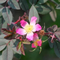 Rotblatt-Rose Glauca - Rotes Laub, rosa Blüten