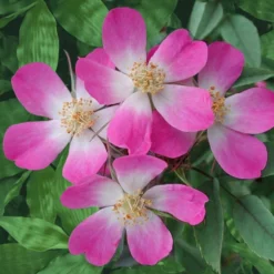 Rotblatt-Rose Glauca - Rotes Laub, rosa Blüten