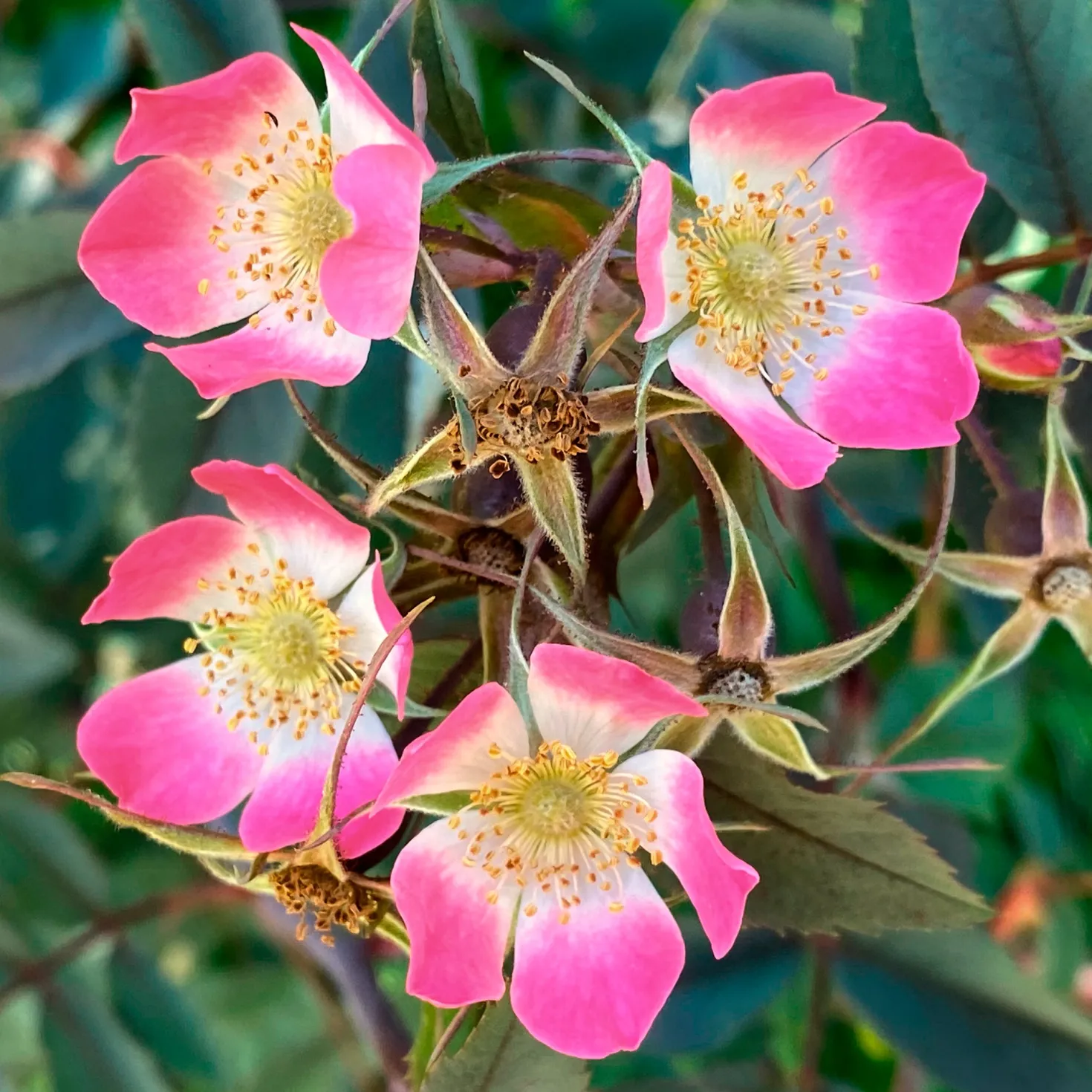 Rotblatt-Rose Glauca - Rotes Laub, rosa Blüten